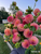 Bouquet of Dahlia Hillcrest Suffusion