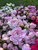 peony bouquet, bouquet, peonies, assorted, flower bouquet