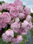 Sarah Bernhardt Peony, Bouquet of Sarah Bernhardt