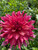 Islander, Dahlia, Pink Dahlia, Dinnerplate, tuber, dahlia tuber