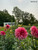 dahlia islander growing in the flower field
