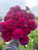 Dahlia, Purple Dahlia, Diva, tuber, dahlia tuber
