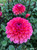 Dahlia, Daisy Duke Salmon Dahlia, Pink Dahlia, tuber, dahlia tuber