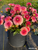 A bucket of dahlia Daisy Duke in the field at Muddy Acres Flower Farm