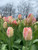 Parrot tulip, Apricot tulip, tulips bulbs, cut flower, bulbs, apricot, parrot tulip bulbs