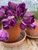 negrita, double tulip, purple tulip, tulip bulbs, cut flower