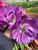 negrita, double tulip, purple tulip, tulip bulbs, cut flower