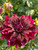 Rip City, Dahlia, Burgundy Dahlia, Rip City Dahlia, tuber, dahlia tuber