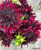 Rip City, Dahlia, Burgundy Dahlia, Rip City Dahlia, tuber, dahlia tuber