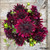Rip City, Dahlia, Burgundy Dahlia, Rip City Dahlia, tuber, dahlia tuber