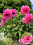 Dahlia Cafe Au Lait Royal