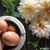 Cafe Au Lait Dahlia with bowl of farm fresh eggs