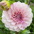 Blush dahlia Sweet Nathalie