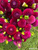 A bouquet of dahlia Ivanetti against green grass.