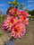 A bouquet of dahlia Just Peachy against a blue sky.
