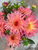 A bouquet of dahlia Just Peachy.
