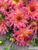Close picture of dahlia Just Peachy on a vintage wood table. 