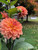 nicholas, dahlia nicholas, nicholas dahlia tuber, tuber, dahlia tuber