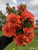 nicholas, dahlia nicholas, nicholas dahlia tuber, tuber, dahlia tuber