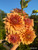 Bouquet of dahlia Hercules, Orange Dahlia
