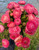ranunculus, pink, corms, amandine, pastel pink, rose, pink picotee, pink flowers