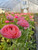 ranunculus, pink, corms, amandine, pastel pink, rose, pink picotee, pink flowers
