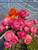 ranunculus, pink, corms, amandine, pastel pink, rose, pink picotee, pink flowers