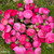 Pink ranunculus