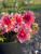 A bucket of dahlia Otto's Thrill
