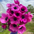 Anemone Pink - 25 Corms