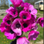 Anemone Pink - 25 Corms