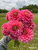 A bouquet of dahlia Pink Runner.
