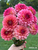 Bouquet of Jabberbox dahlias