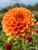 Orange dahlia Maarn.
