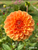 Orange dahlia Maarn.