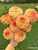 Bouquet of dahlia Lark's Ebbe.