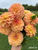 Handful of dahlia Lark's Ebbe at Muddy Acres Flower Farm.