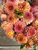 Dahlia Lark's Ebbe on a vintage wood background at Muddy Acres Flower Farm.
