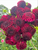 A bouquet of deep burgundy dahlia Shadow Cat.
