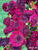 An up-close photo of dahlia Shadow Cat at Muddy Acres Flower Farm
