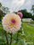 dahlia Coralie growing in the field
