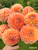 A bouquet of dahlia Crichton Honey