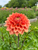 Dahlia Hy Patti growing in the field at Muddy Acres Flower Farm.