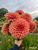 A bouquet of dahlia Hy Patti, an orange dahlia, at Muddy Acres Flower Farm