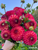 A bouquet of dahlia Camano Mordor.