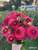 A bouquet of dahlia Camano Mordor.