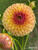 Lakeland Autumn Dahlia in shades of yellow and rust
