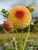 Lakeland Autumn Dahlia in shades of yellow and rust