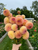 Bouquet of dahlia clearview peachy in flower field