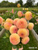 armload of clearview peachy dahlia